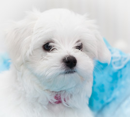 Maltese Puppy