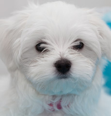 Maltese Puppy
