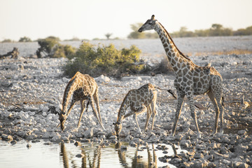 Giraffe at a water hole in Etosha National Park.