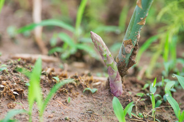 asparagus shoot growing in the garden