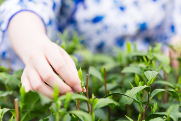 beautiful Asian girl in tea plantation