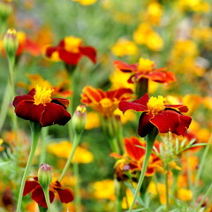 Tagetes in different colors