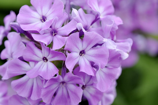 Purple Garden Phlox