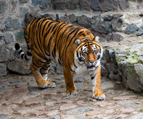 Amur Tiger