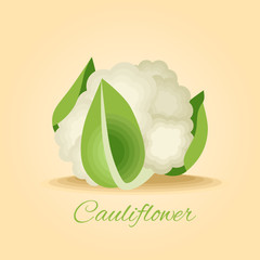 Delicious fresh cauliflower vector illustration