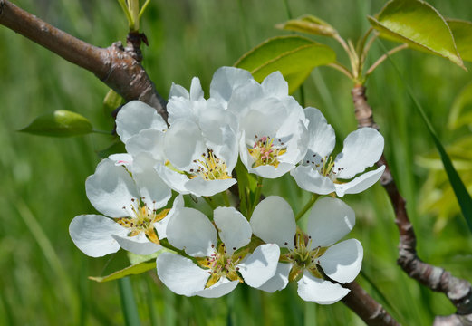 Flowers of pear 3
