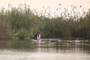 Hippo yawning in the Okavango River.