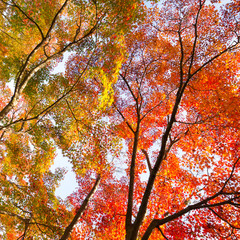 Colorful autunm treetops.