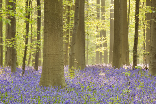 Blooming bluebell forest of Hallerbos in Belgium