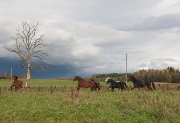 Horses in Field