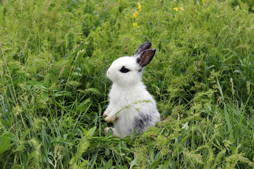 Naklejka na ściany i meble Easter bunny standing in grass