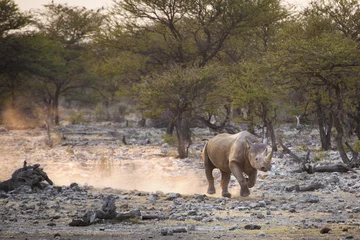 Photo sur Plexiglas Rhinocéros Un rhinocéros noir dans le parc national d& 39 Etosha.