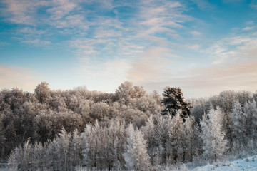 Obraz na płótnie Canvas Snowy trees in forest at sunny day