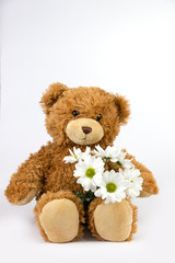 Teddy bear on white background