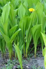 may-lily buds and leaves