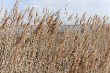 Dry reeds in wintertime