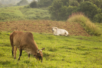 Cow in land of Vinales, Cuba