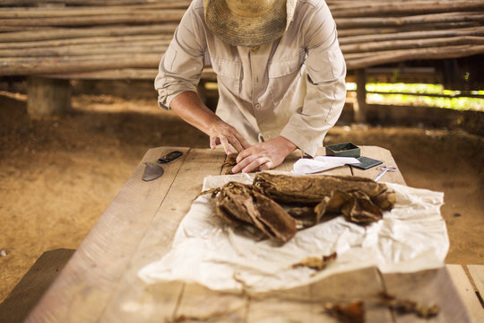 Closeup of hands of peasant in Vinales making cigar, Cuba.