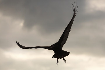 Fototapeta na wymiar Eagle silhouette against storm clouds.