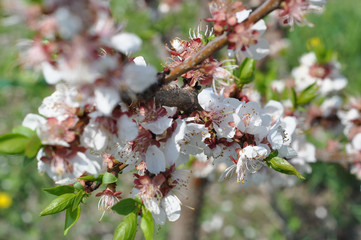 cherry blossom with young green leaves