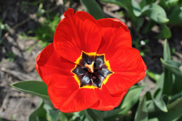 Fototapeta premium red tulip against the background of the spring ground