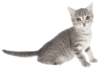 Obraz premium British shorthair tabby kitten sitting isolated