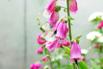 Image of butterfly on pink digitalis in garden