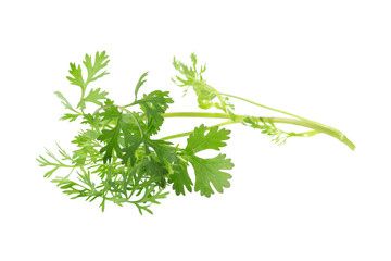 Green coriander leaves close-up on white