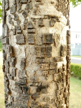 Bark