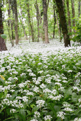 wild garlic (ramson) forest in blossom