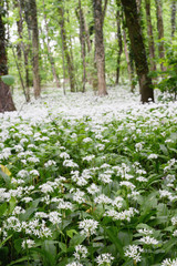 Fototapeta premium wild garlic (ramson) forest in blossom