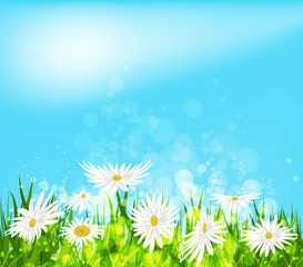Fototapeta na wymiar Summer meadow background with white daisy flowers