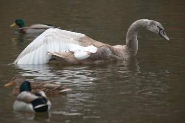 Höckerschwan (Cygnus olor), teilweise weißes Jungtier, spreizt im Wasser linken Flügel, Hessen, Deutschland