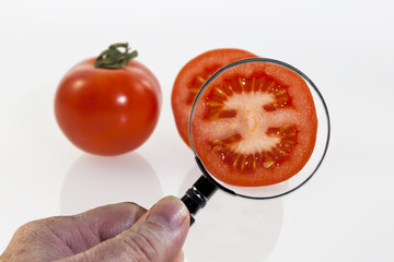 Reife Tomaten werden auf Qualität und Gen-Reinheit überprüft