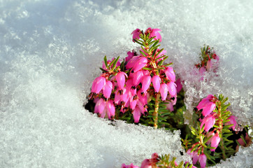 Heidekraut im Schnee - Erica carnea