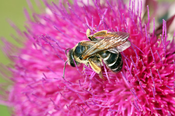bee on flower close up