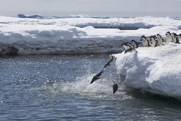 Crédence de cuisine en verre imprimé Pingouin Saut de manchots Adélie, Antarctique.