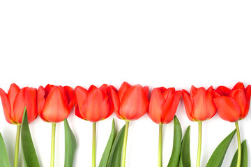 Row of tulips on a white background