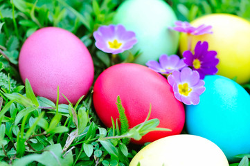 Colored easter eggs with flowers primrose on green grass