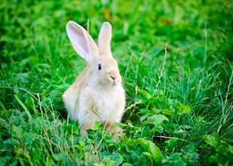 Little rabbit on green grass