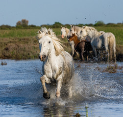 White Camargue Horse with foals run in the swamps nature reserve. Parc Regional de Camargue. France. Provence. An excellent illustration