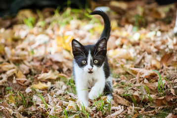 Autumn Kittens 1
A black & white European Shorthair kitten walking towards the camera, autumn foliage in the background.