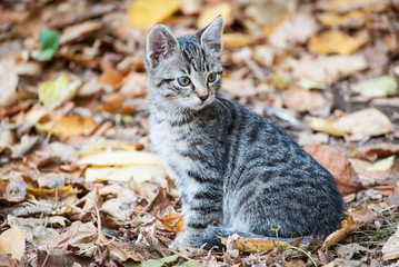 Autumn Kittens 4
A European shorthair tabby kitten surrounded by autumn foliage.