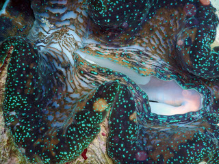 Giant clam