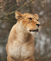 Obraz na płótnie Canvas Alert Barbary Lioness