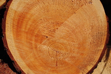 Gef&auml;llte B&auml;ume