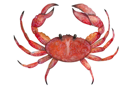 Crab painted with watercolors