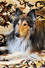 big collie dog portrait