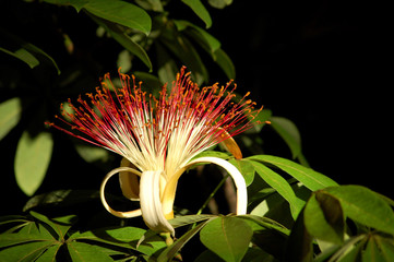 Tropical Provision Tree Flower in Belize Jungle