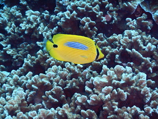 Fototapeta na wymiar Blue spotted butterflyfish